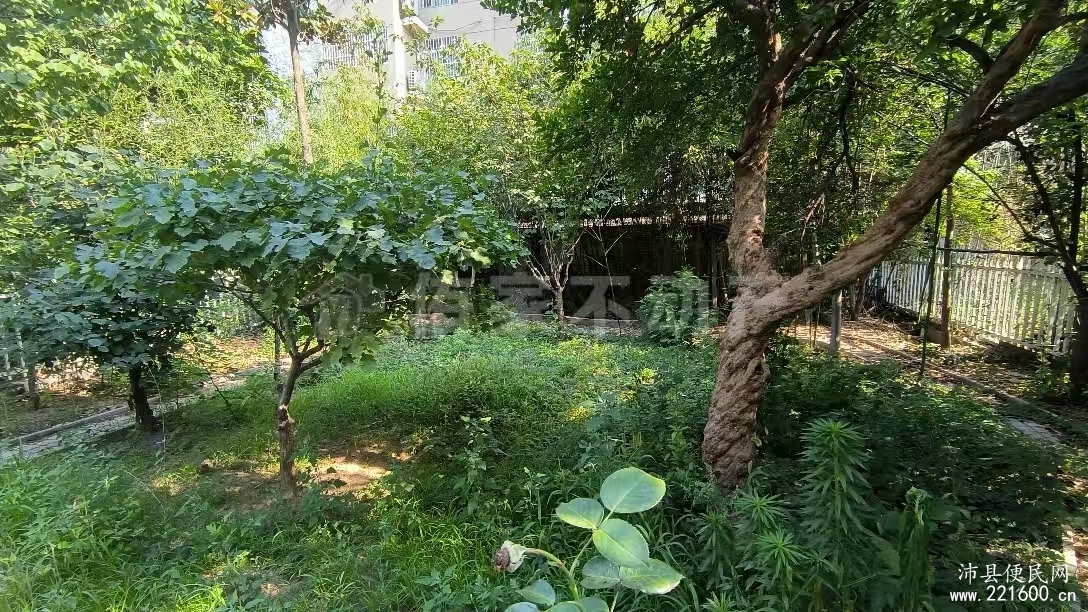 金地三期 独栋别墅 可刀急出 关门卖 沛县最专业别墅销售 一亩的院子 园林做好了